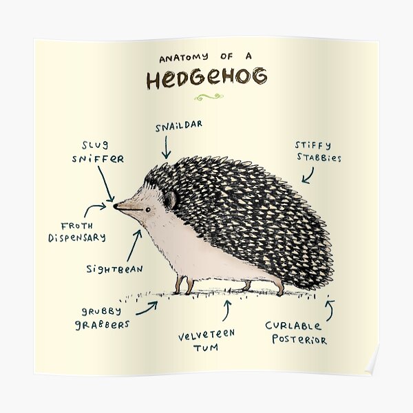 Anatomy of a Hedgehog Poster