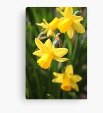 Daffodil Canvas Print