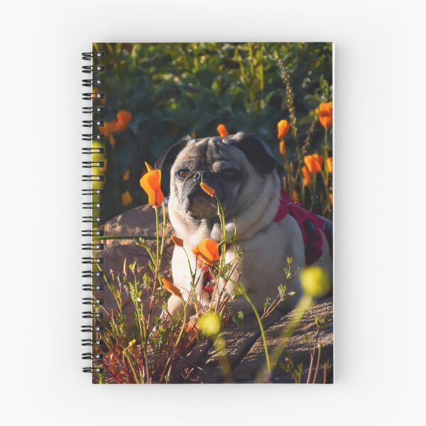 Item preview, Golden Hour Poppy Pug designed and sold by pugventurephoto.