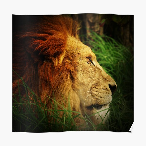 Lion Poster