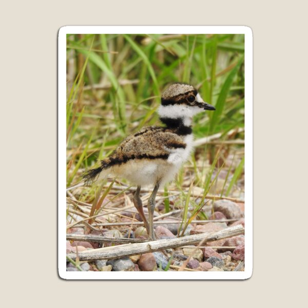 Baby Killdeer Magnet