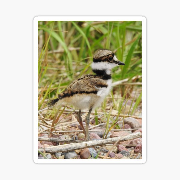 Baby Killdeer Sticker