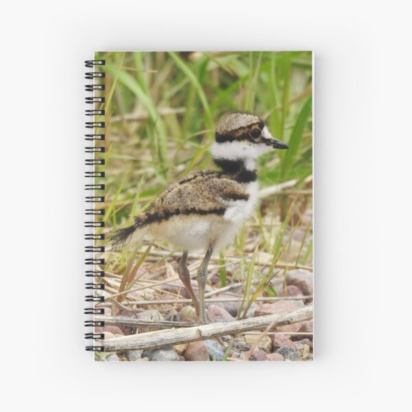 Baby Killdeer Spiral Notebook