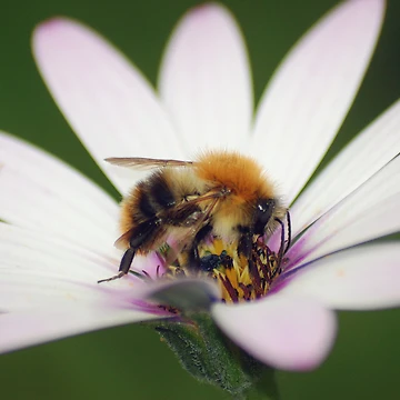 Artwork thumbnail, Bumble Bee by Rees Adams