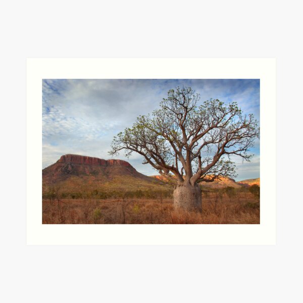 Boab Tree, Gibb River Road, Western Australia, 10 Oct 2010 Art Print
