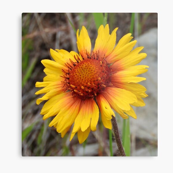 Blanket Flower Metal Print