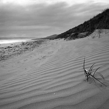 Artwork thumbnail, Sandy Point Ripples by Will Hore-Lacy