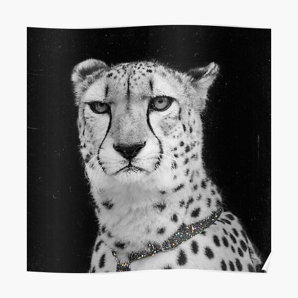 Vintage Cheetah Diamond Collar Poster