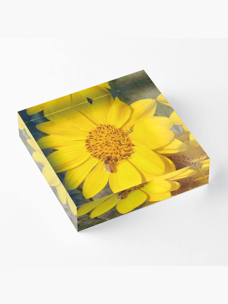 Alternate view of Peek-a-boo spider Acrylic Block