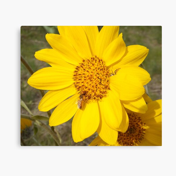 Peek-a-boo spider Canvas Print