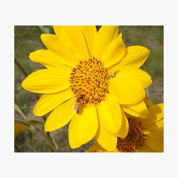 Peek-a-boo spider Photographic Print