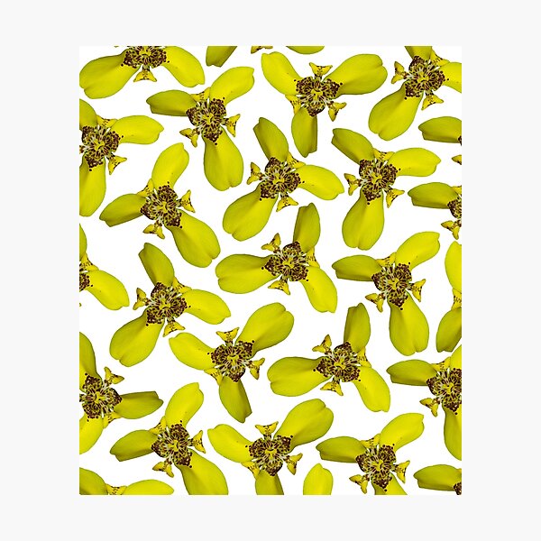 The Walking Iris Photographic Print