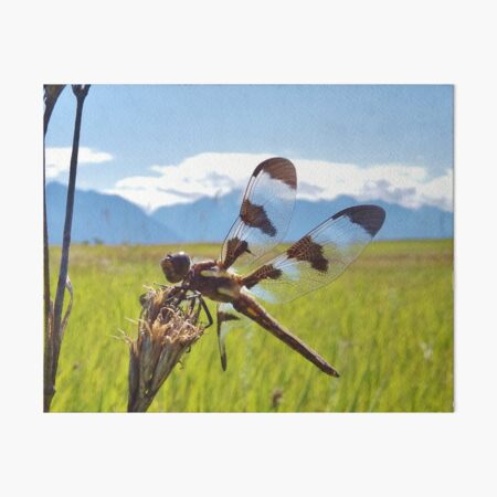 Black & White Dragonfly Art Board Print
