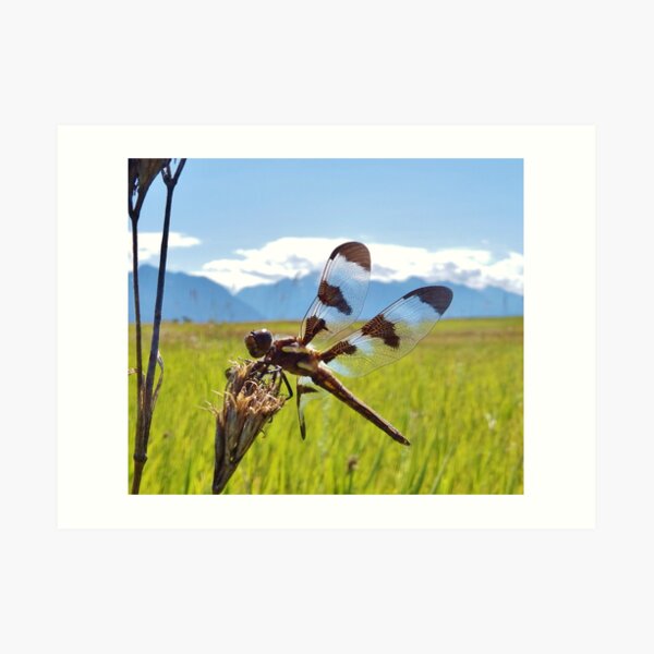 Black & White Dragonfly Art Print