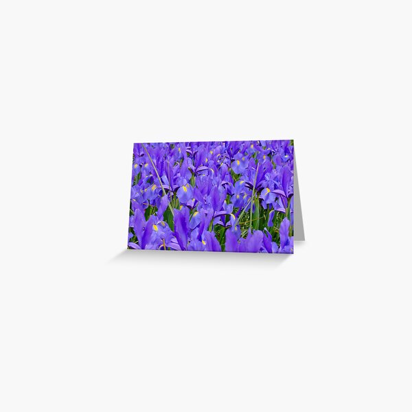 Purple Iris Greeting Card