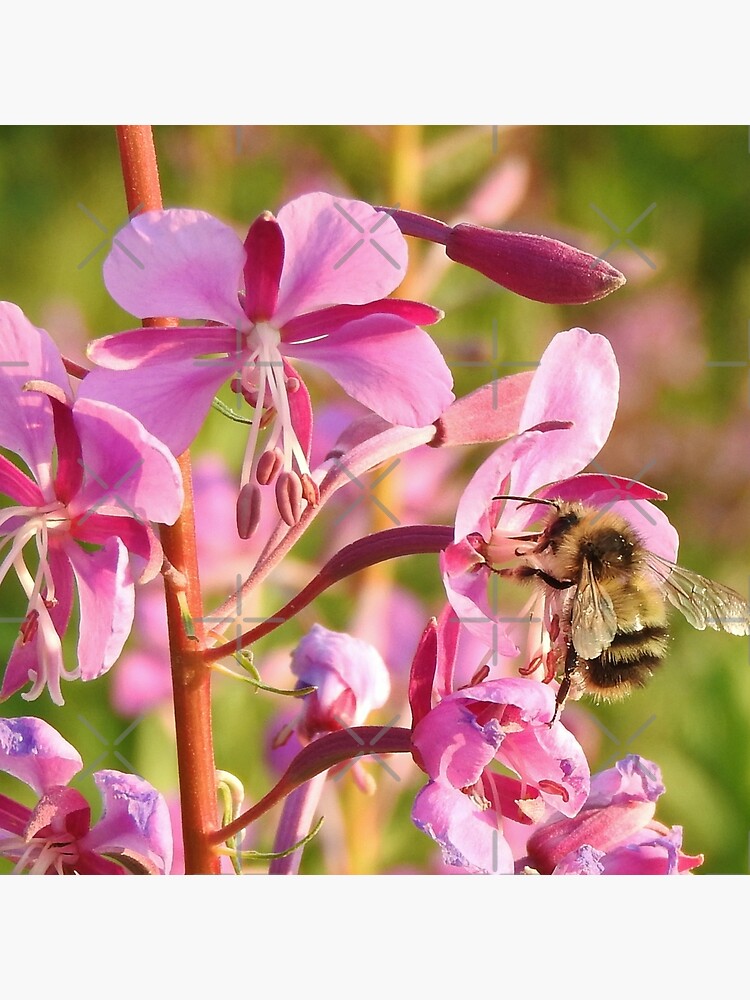 Bumblebee on Fireweed by MyWalledlife