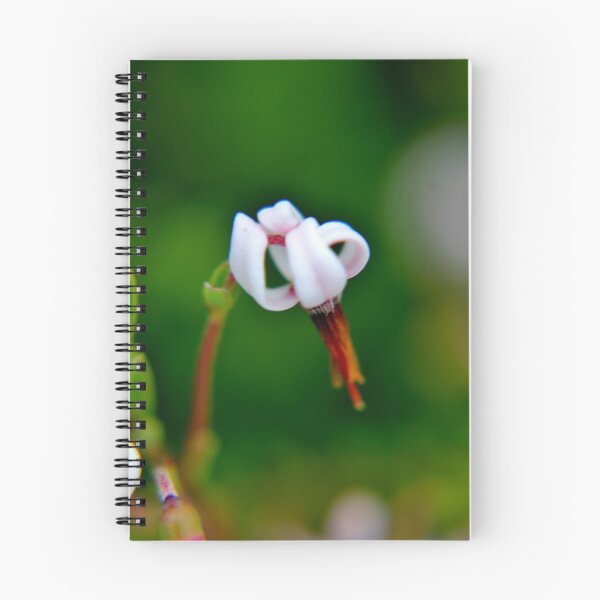 Item preview, Small Cranberry II designed and sold by Kathleen Daley.
