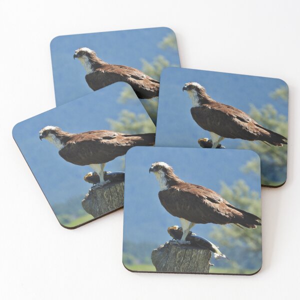 Nice Catch Coasters (Set of 4)