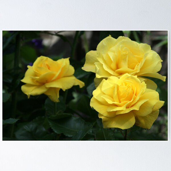 Item preview, Stunning yellow rose designed and sold by Joanne Emery.