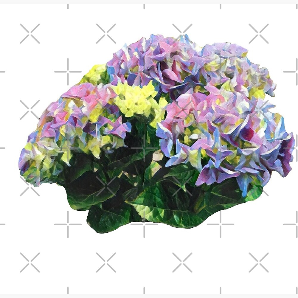 Purple Hydrangea — Poster