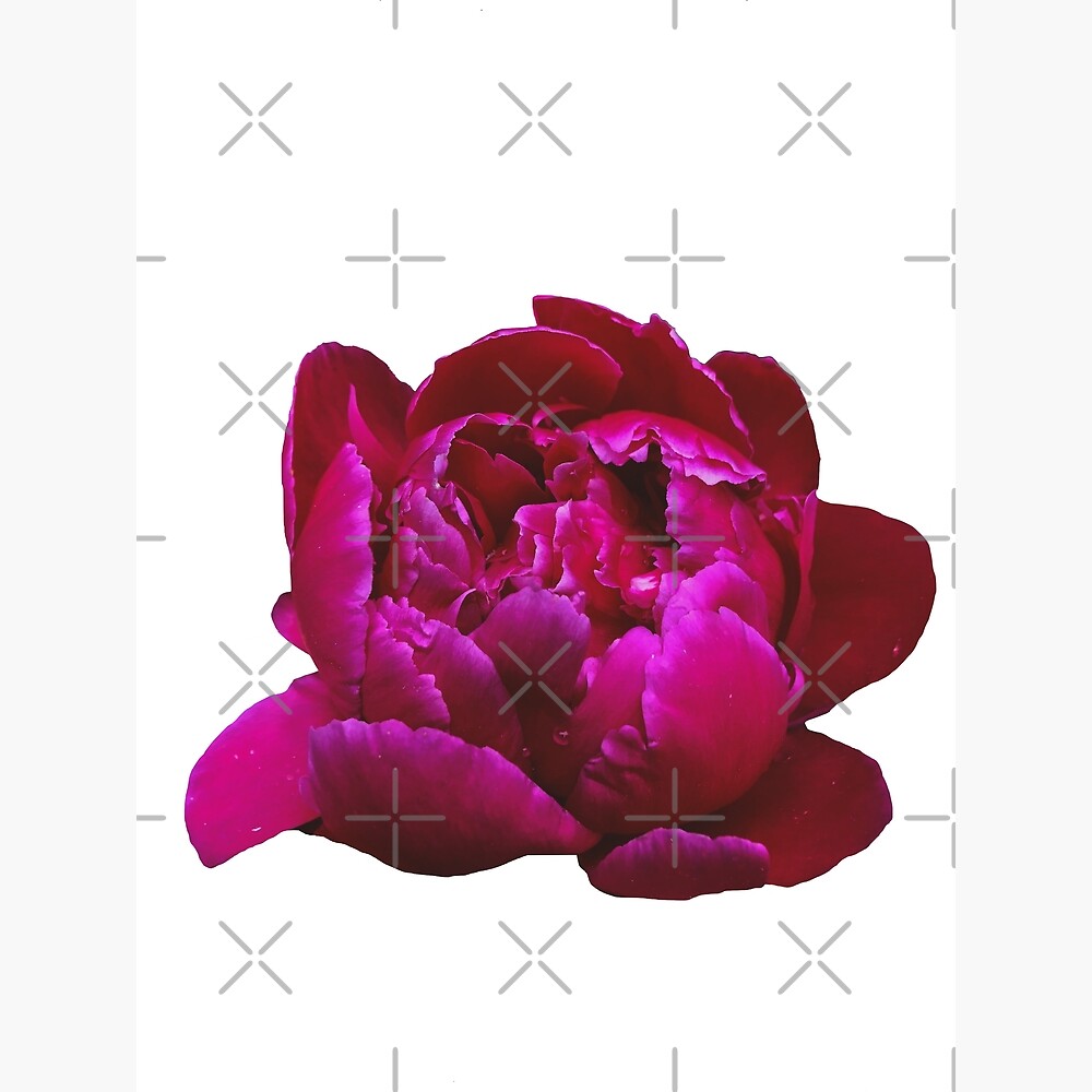 Pink Peony Bloom — Poster