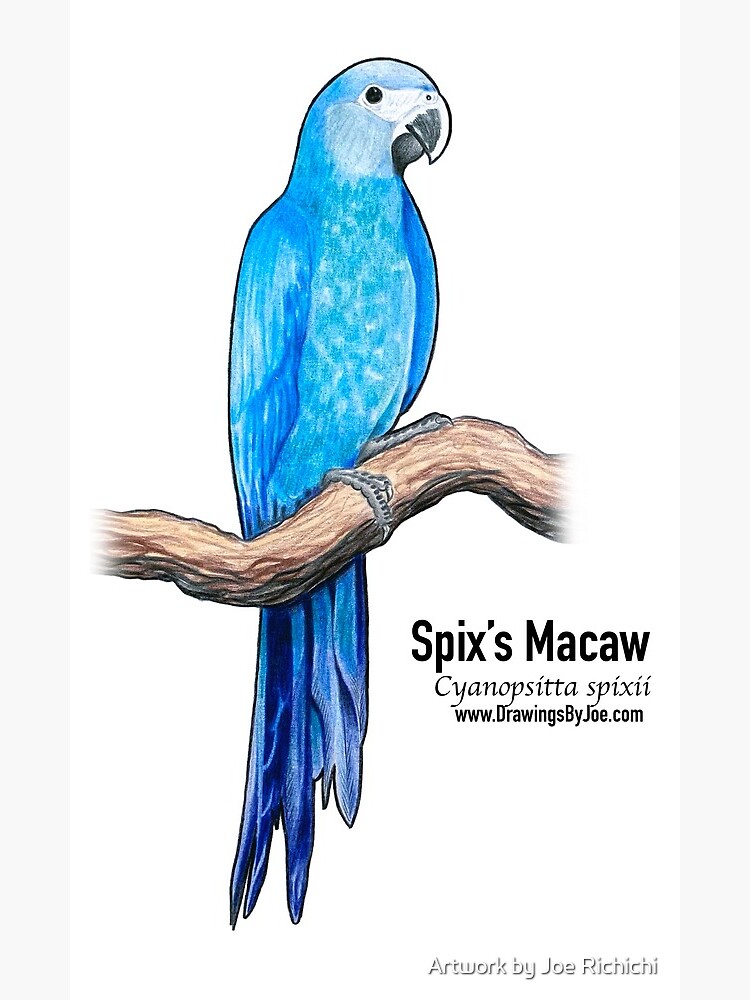 Macaw Parrot Drawing. Pen and Watercolour Pencil. A4 Size. - Etsy