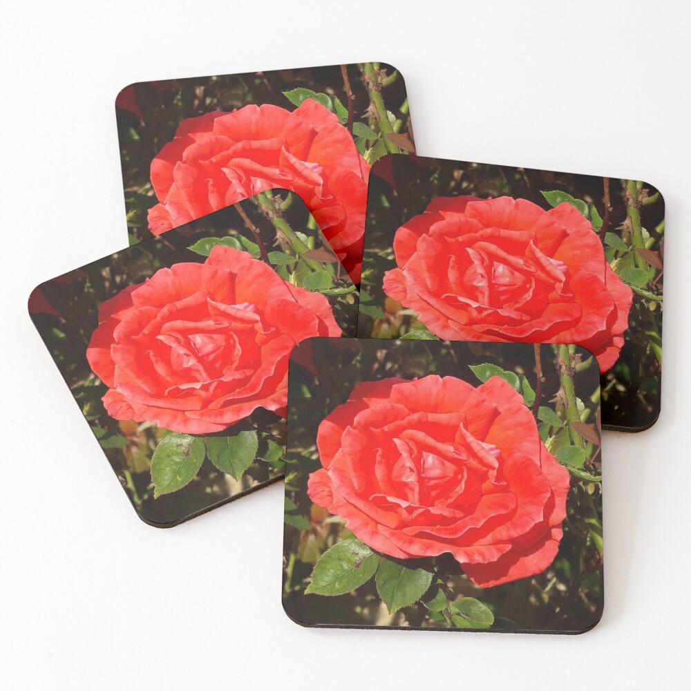 "Beautiful Rich Red Rose, New Zealand" Coasters (Set of 4) by