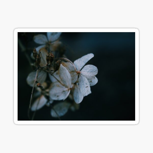 Slowly Wilting Sticker