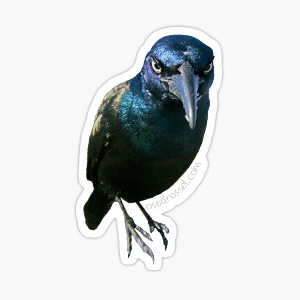 Item preview, Count Grackula  designed and sold by Ostdrossel Shop.