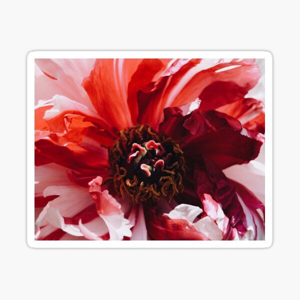 Candy Cane Peony Sticker