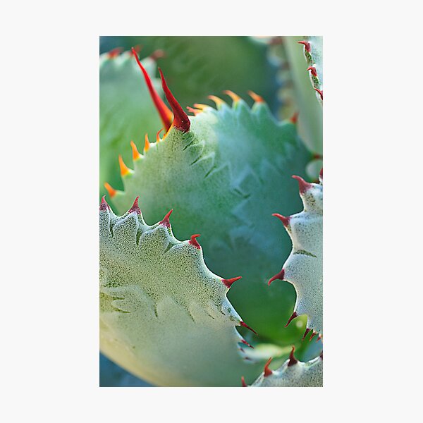 Spike Photographic Print