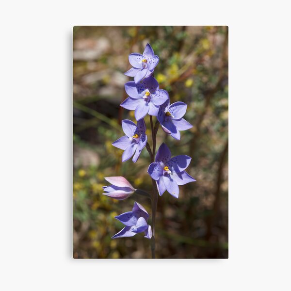 Spotted Sun Orchid - Thelymitra ixioides Canvas Print