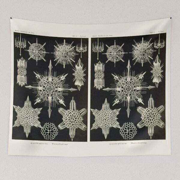 Item preview, Plate 41. Acanthophracta, marine protozoans that typically have a lattice-work skeleton. designed and sold by Squirrox.
