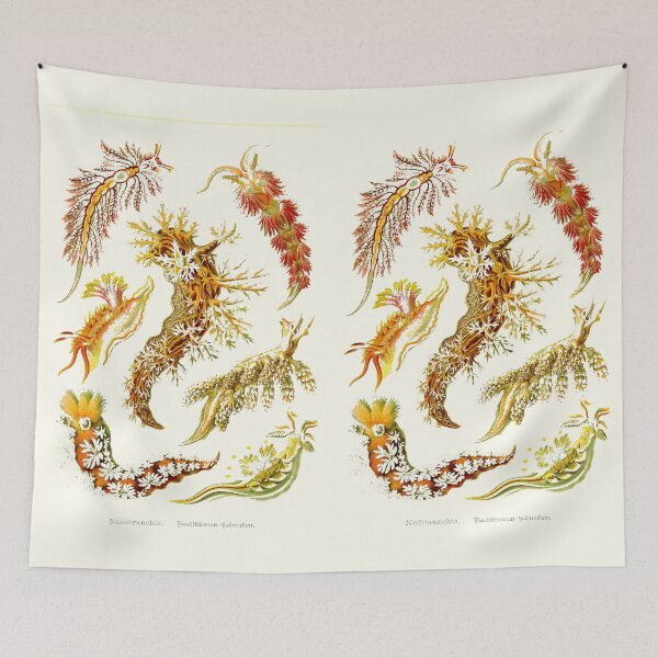 Item preview, Plate 43. Nudibranchia, sea slugs. designed and sold by Squirrox.