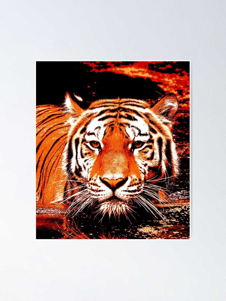 Bengal Tiger (Panthera tigris tigris) Dimensions & Drawings