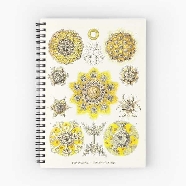 Item preview, Plate 51. Polycyttaria, an older grouping of radiolarians – amoeboid protozoans. designed and sold by Squirrox.
