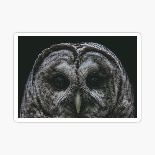 A Barred Owl Sticker