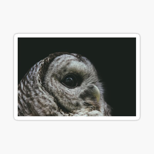 A Barred Owl's Gaze Sticker