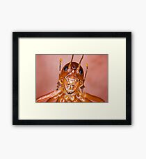 The Parktown Prawn Framed Print