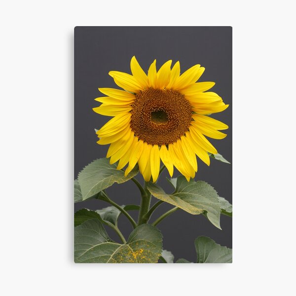 Lienzos Medias De Girasol Redbubble