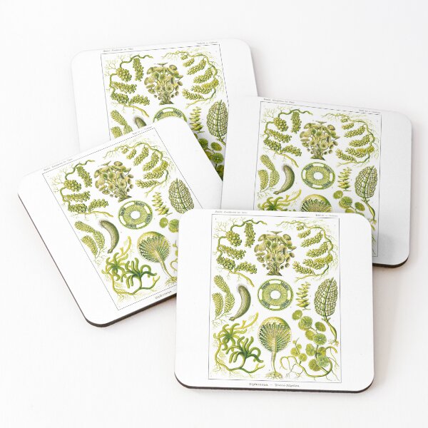 Item preview, Plate 64. Mainly marine green algae. designed and sold by Squirrox.