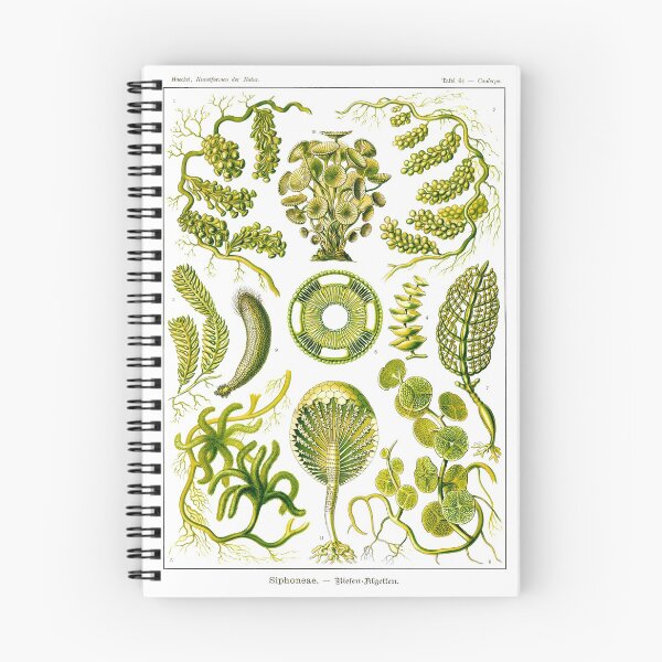 Item preview, Plate 64. Mainly marine green algae. designed and sold by Squirrox.
