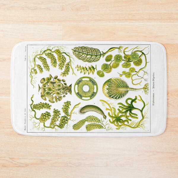 Item preview, Plate 64. Mainly marine green algae. designed and sold by Squirrox.