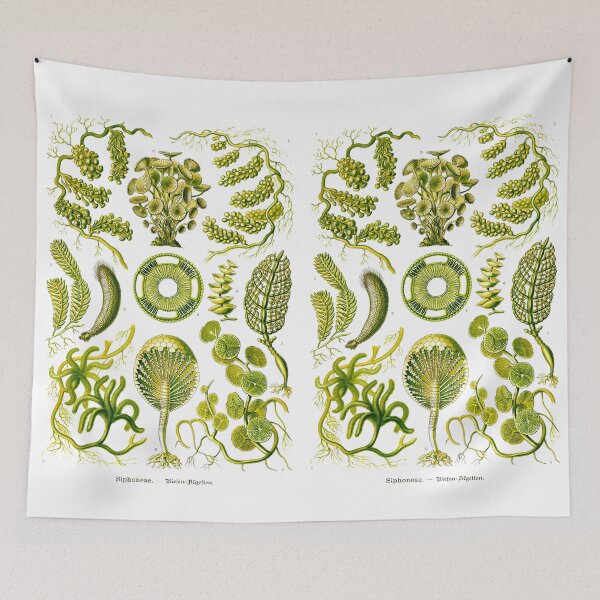 Item preview, Plate 64. Mainly marine green algae. designed and sold by Squirrox.