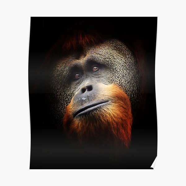 Orangutan Portrait Poster