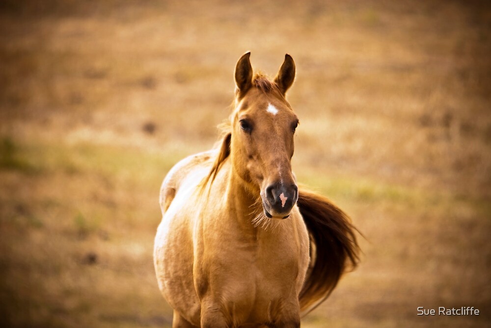"Young Mare" by Sue Ratcliffe Redbubble