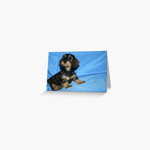Miniature Wire Haired Dachshund Puppy - Greeting Card