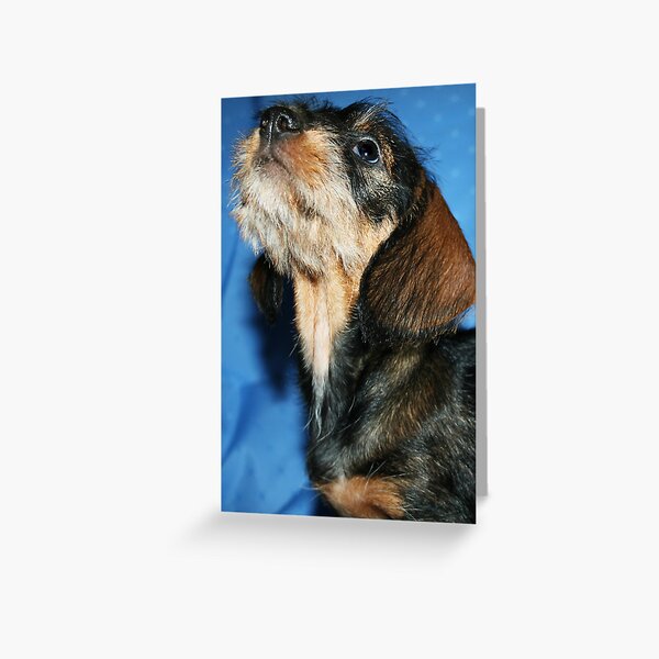 Miniature Wire Haired Dachshund Puppy Greeting Card