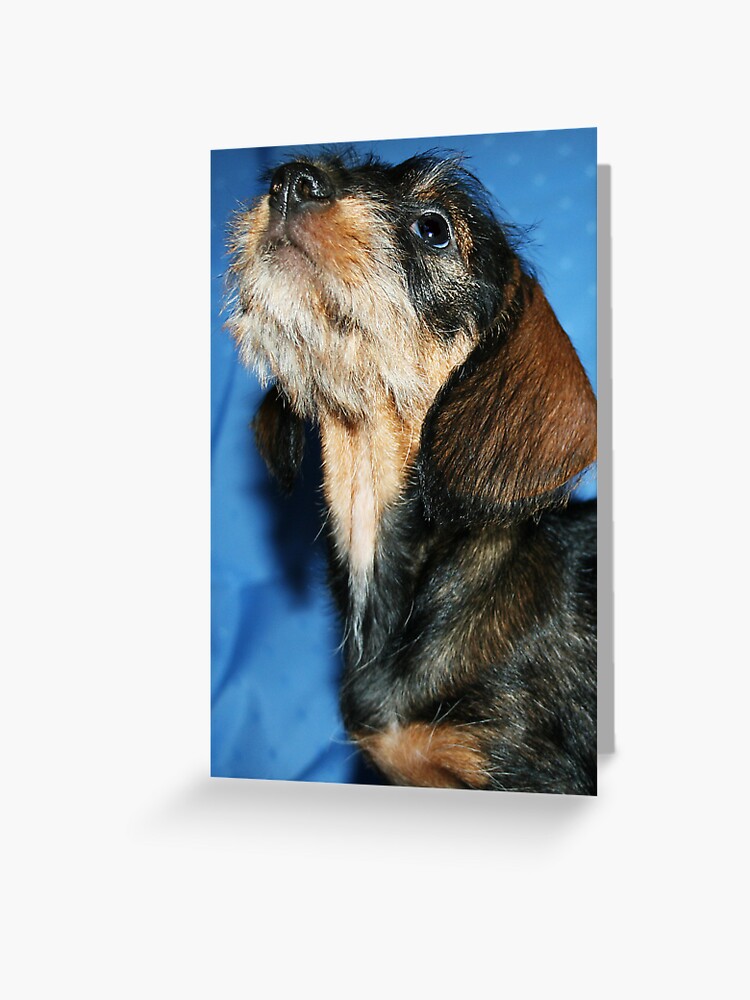 Miniature Wire Haired Dachshund Puppy Miniature Wire Haired Dachshund Puppy