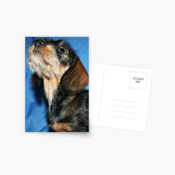Miniature Wire Haired Dachshund Puppy  Postcard